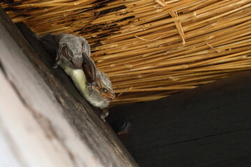 Mauritius-Grabfledermaus / Mauritian tomb bat / Taphozous mauritianus