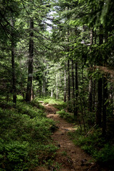 Fototapeta na wymiar Carpathian forest