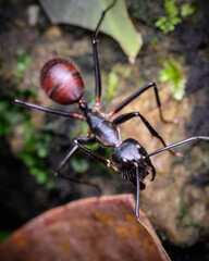 Giant Forest Ant Dinomyrmex gigas macro photo