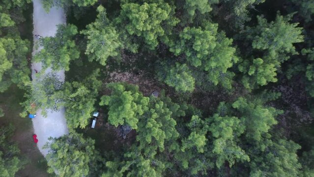 Drone filming over a park with pine trees