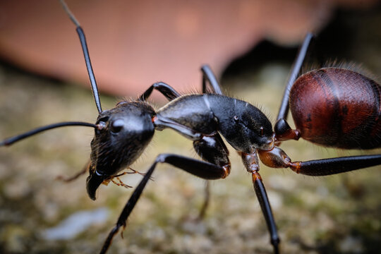 Giant Forest Ant Dinomyrmex gigas macro photo