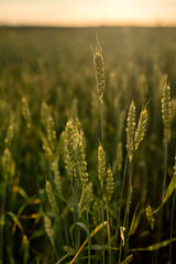 Spikelets of wheat growing on field at sunset. Young spikelets with green leaves ripening farmland...