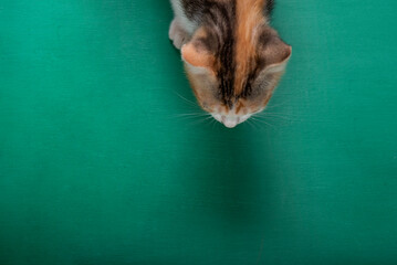 Retrato gato cenita sobre fondo verde, detalle bigotes - obrazy, fototapety, plakaty