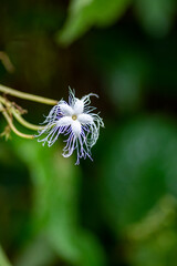 Trichosanthes is a genus of tropical and subtropical vines. They belong to the cucumber family and are closely related to Gymnopetalum