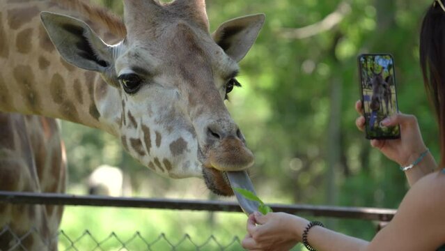 Woman Feeds The Giraffe While Taking Photo With Mobilephone. - close up