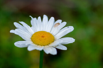 Fototapeta premium Leucanthemum vulgare, commonly known as the ox-eye daisy, oxeye daisy, dog daisy, marguerite and other common names, is a widespread flowering plant native to Europe