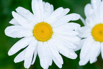 Fototapeta premium Leucanthemum vulgare, commonly known as the ox-eye daisy, oxeye daisy, dog daisy, marguerite and other common names, is a widespread flowering plant native to Europe
