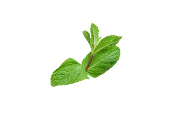 Fototapeta na wymiar Fresh mint leaves isolated on white background.