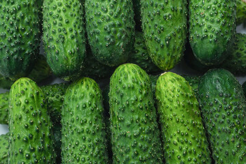Fresh green cucombers as a background