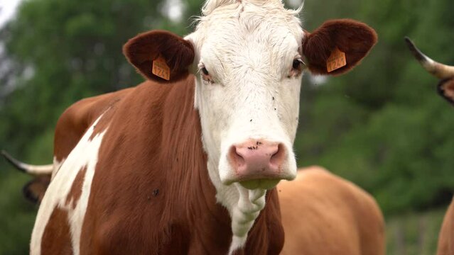 Montbeliarde Cattle With Ear Tags In The Farm. - zoom in