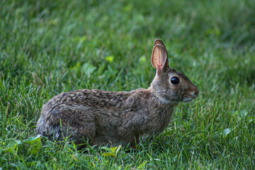 Bunny
