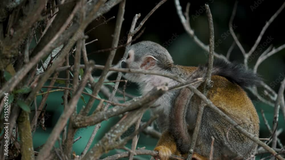 Poster close up of a common squirrel monkey on leafless tree branches in the forest. saimiri sciureus in ec