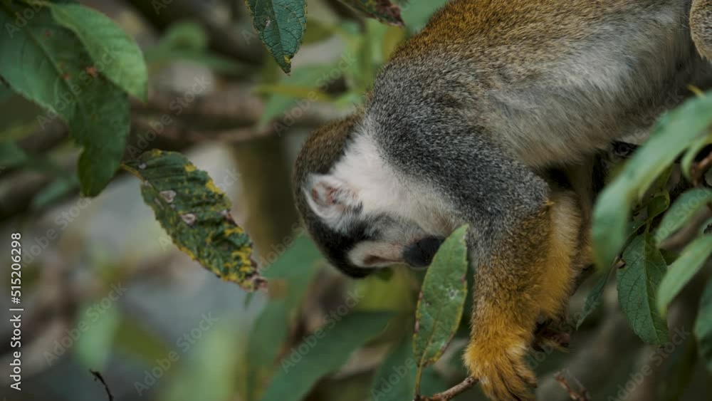 Poster common squirrel monkey looking down from a tree in the forest. close up