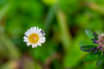 Obraz premium Kingdom: Plantae Clade: Tracheophytes Clade: Angiosperms Clade: Eudicots Clade: Asterids Order: Asterales Family: Asteraceae Genus: Erigeron Species: E. karvinskianus