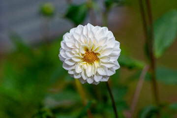 'Boom Boom White' Ball Dahlia produces compact round white flowers. This dahlia is easy to grow and...