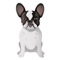 White and black french bulldog sitting