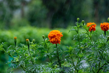 Common Name	African marigold, Mexican marigold, Aztec marigold, American marigold
Botanical Name	Tagetes erecta
Family	Asteraceae
