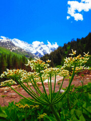 Obraz premium landscape with flowers