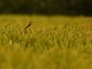Yellow wagtail among cereal ears. - obrazy, fototapety, plakaty