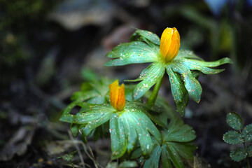 Closeup of winter aconite flowers growing in soil in a home backyard or botanical garden. Eranthis hyemalis blossoming, blooming and flowering in nature. Passionate about gardening and horticulture
