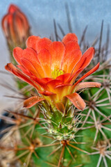 orange blooming cactus - Echinocactus roetterii
