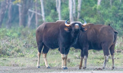 Obraz premium Gaur or Indian Bison