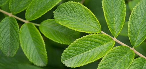 green leaves in the garden