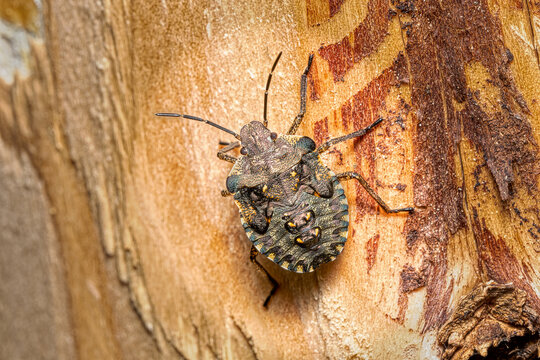 close-up view of a brown marmorated stink bug - Halyomorpha halys 