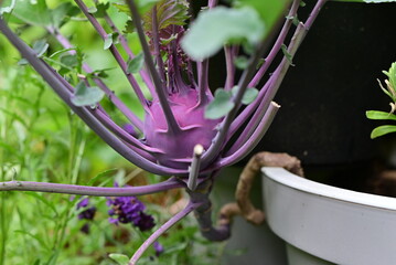 Purple kohlrabi in a flowerpot as a close up