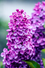 Branch of lilac flowers after rain, spring time