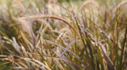 Yellow reed field with bright natural background during sunset. Selective soft focus of dry grass  blowing in the wind.