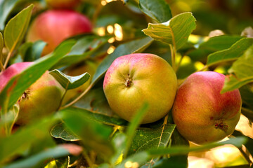 Closeup of ripe red apples hanging on green apple tree branch on orchard farm in remote countryside. Texture detail of growing fresh, healthy snack fruit for nutrition, vitamins. Sustainable farming