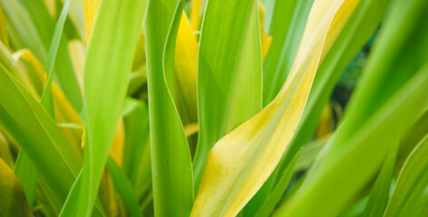 Fototapeta premium Green leaf background. green and yellow leaf. nature green background