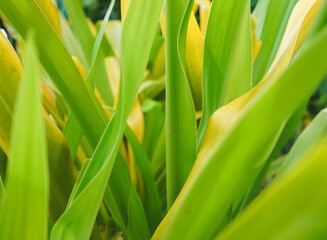 Green leaf background. green and yellow leaf. nature green background