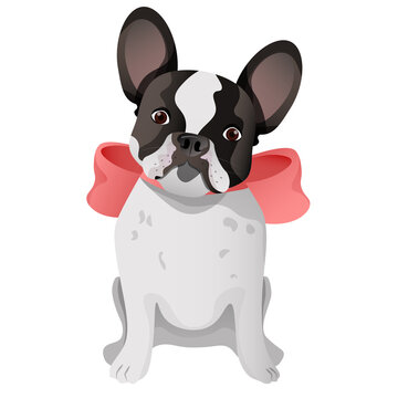 White and black french bulldog with a red bow on the back of his neck