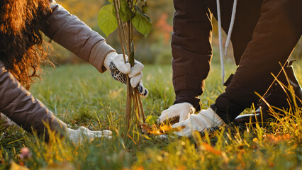 Unrecognizable group people activists plant trees in autumn park fertilize ground working improve...