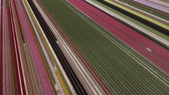 Tulip fields / Flevoland, Netherlands