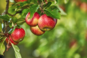 Closeup of ripe red apples on a tree with copy space. Organic, healthy fruit growing on tree branch in an orchard on sustainable farm. Details of ripened nutrition fresh produce ready for harvesting