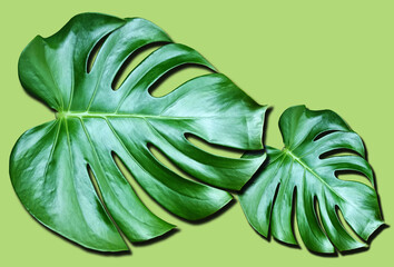 Naklejka na ściany i meble Top veiw, Bright fresh two monstera leaf isolated on green background for stock photo or advertisement, Genus of flowering plants, Tropical flora summer