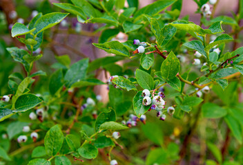 Blueberries ripen on the bush. Growing berries in the garden. Close up of a blueberry bush. Blueberry bush