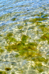 A closeup of a calm shallow rocky floor of an ocean, pond, or lake with green moss growing underwater. Tiny little ripple waves and sunlight shining on a sunny summer day in a bed of fresh water