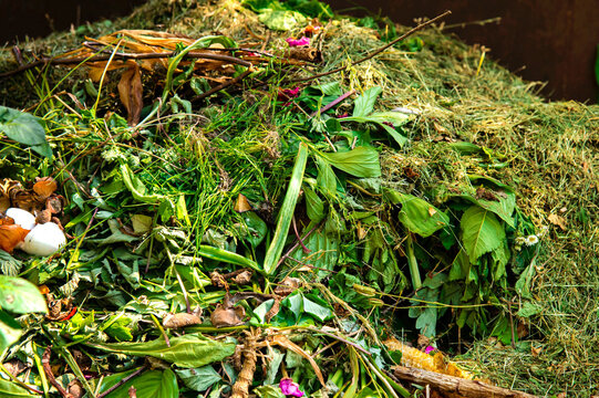 Compost with organic products and greens. Organic compost with green waste