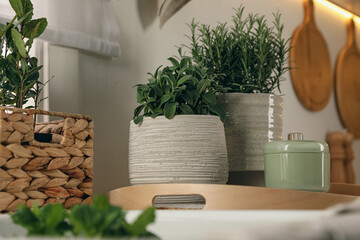 Different aromatic potted herbs on countertop in kitchen