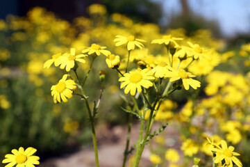 Beautiful yellow wildflowers growing in meadow on sunny day, closeup