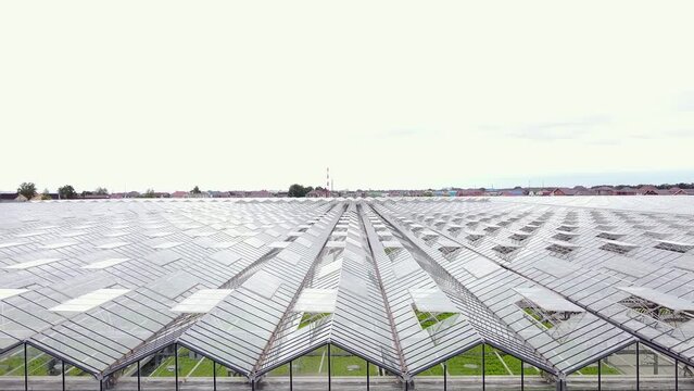 Greenhouse plantation with greenery. Concept for industrial agriculture. Rows of Plant Cultivated Inside a Large Greenhouse Building. Eco farming business. Cultivate and Selection.