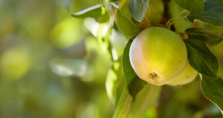 Copy space with green apples growing on a tree in a sunny orchard outside. Closeup of fresh fruit being cultivated and harvested in a grove. Organic produce ready to be picked from plants