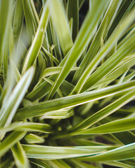 Obraz premium Green leaf background. green and yellow leaf. nature green background