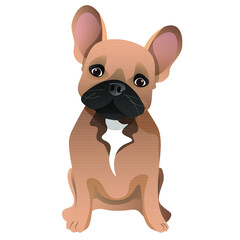 Brown cute french bulldog sitting