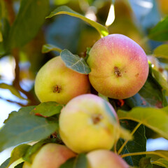 Closeup of apples growing on a tree in a sustainable orchard in the sun outdoors. Sweet and tasty fruit cultivated for harvest and picking. Ripe and organic produce in a natural thriving plantation
