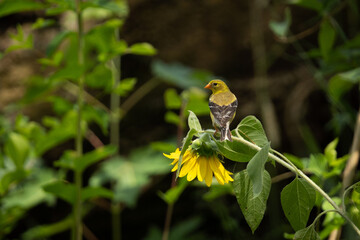 Golden Finch Bird perched on small flower